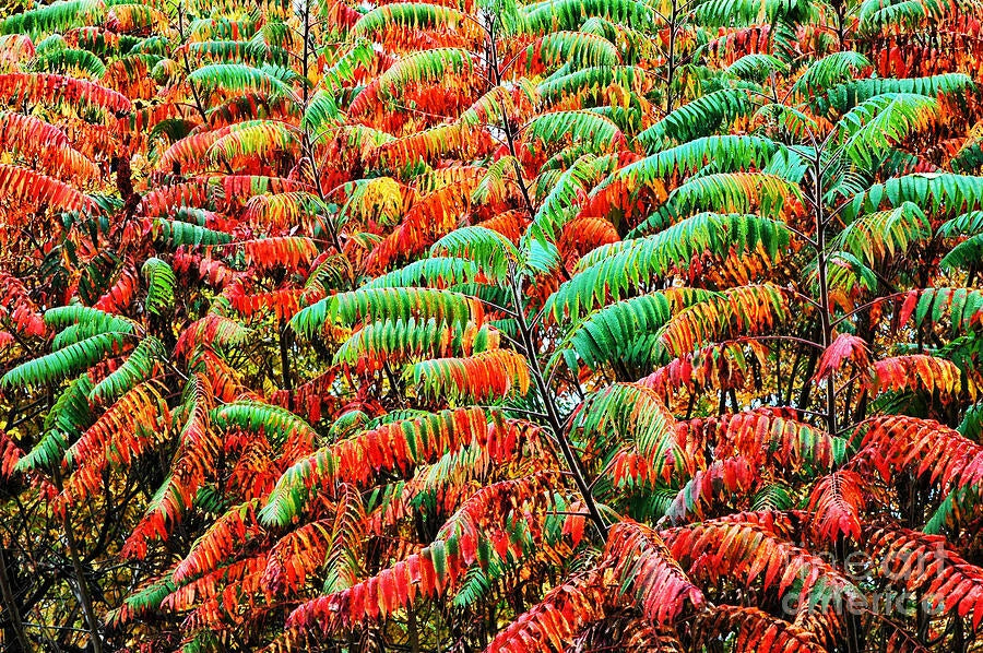 Smooth Sumac Shrub 12"+ Rhus glabra Edible Berries Fall Color Bare Root