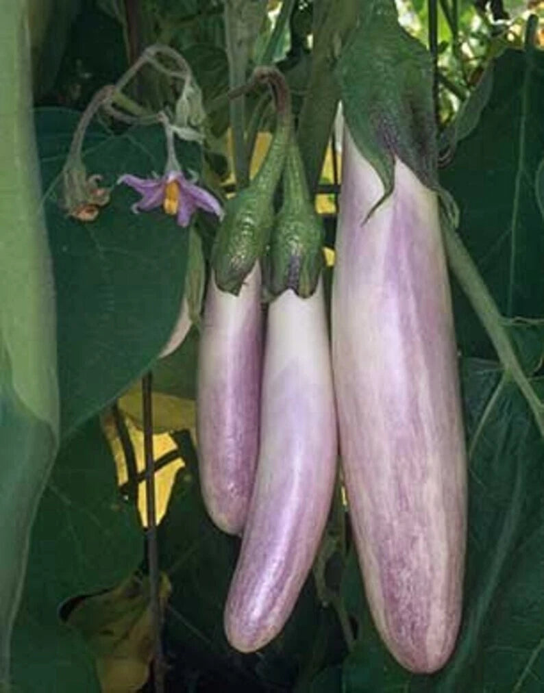 Bride Eggplant Seeds - 40 Organic Seeds - Non-GMO, Heirloom Variety - USA Grown