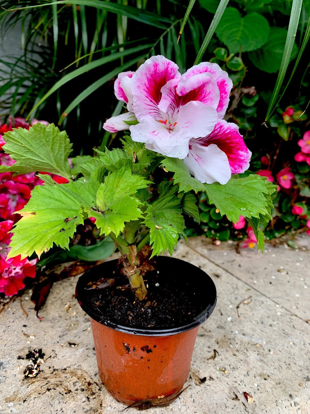 8 Inch Geranium Live Plant in 3 Inch Pot, White and Purple Perennial, Pelargonium zonale