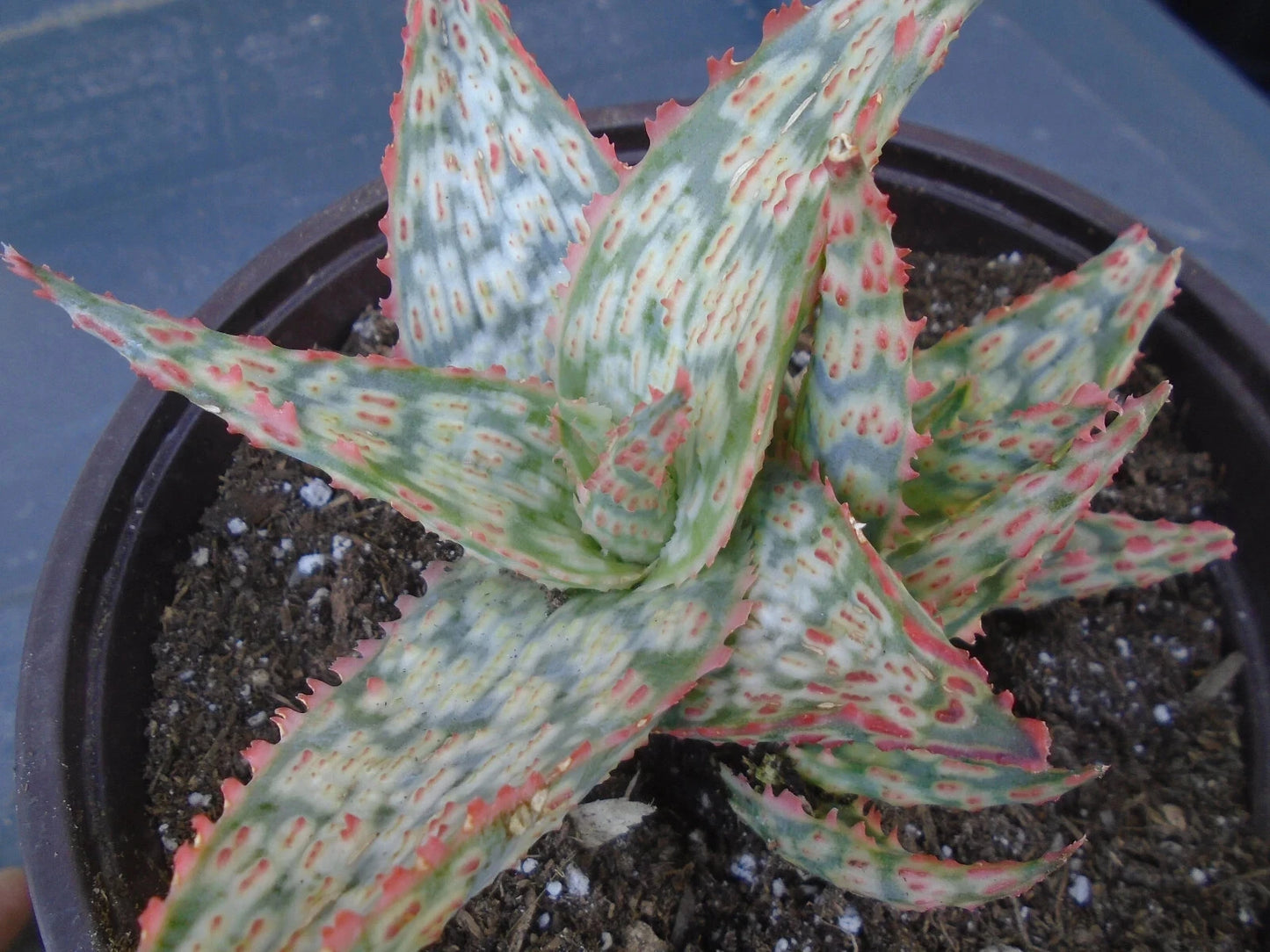 Aloe Potted Plant - 5" Diameter - Moana Kea Variety - Aloe vera Hybrid