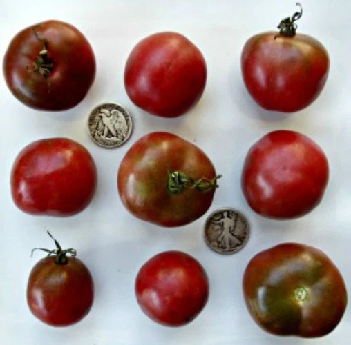 Brandywine Black Tomato Seeds - 25 Fresh Seeds - Heirloom Variety - Solanum lycopersicum