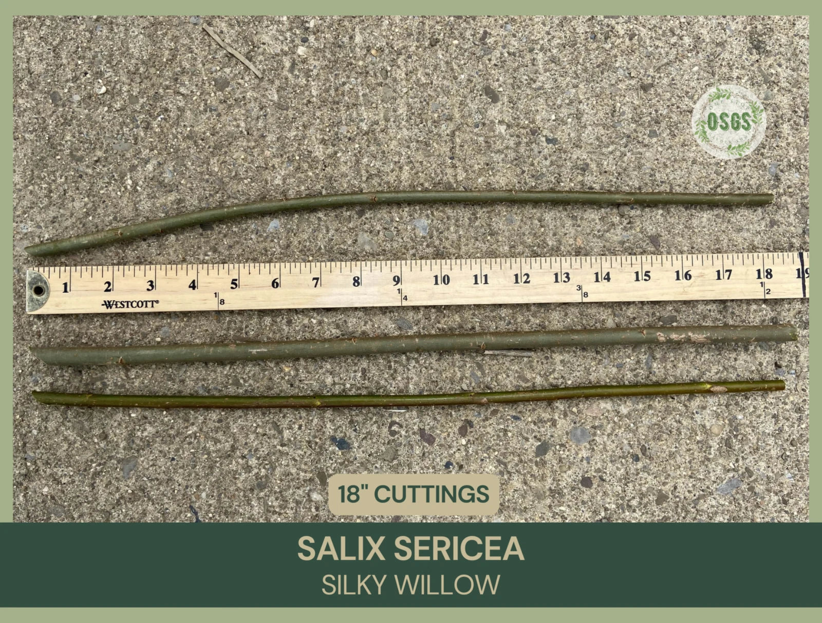 Silky Willow Cuttings Lot of 5 | 18" Fresh Salix sericea | Native Plant Cuttings for Propagation