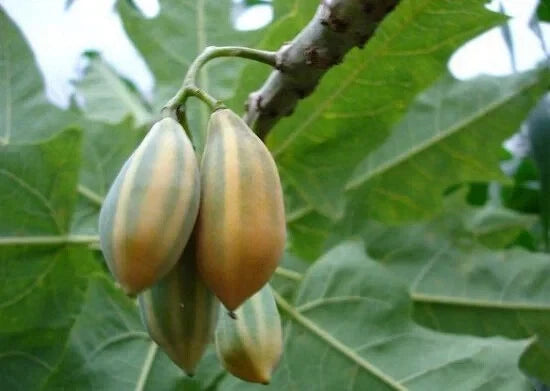 25+ Oak Leaved Papaya Seeds for Garden Planting - Carica papaya - USA Grown - Non-GMO