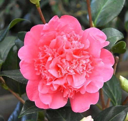 5 Fresh Cuttings of Camellia 'Anticipation' - Flowering Shrub - 6-8 inches - Camellia japonica - Ideal for Propagation
