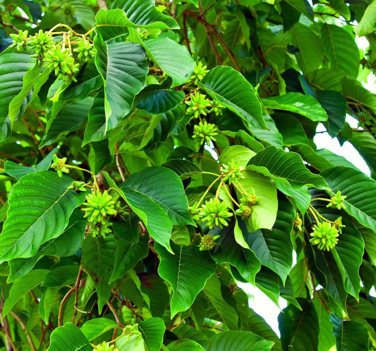 Happy Tree Seeds for Planting - 30 Seeds - Camptotheca acuminata - Fast-Growing Tree, Shade Tree, Medicinal Uses