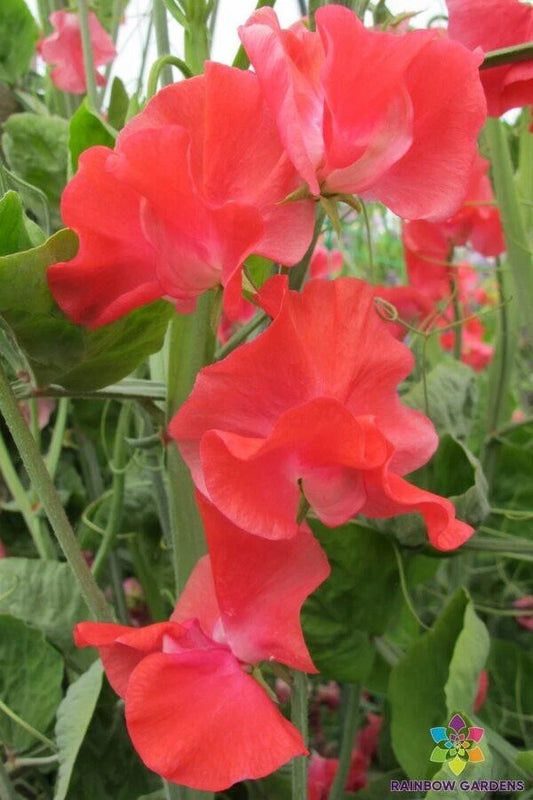 John Markham Sweet Pea Seeds - 50+ Pack - Heirloom Garden Seeds - Lathyrus odoratus - USA