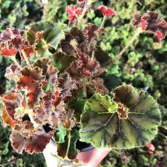 Begonia Plant 2.5" Pot Compact Indoor Variety Kevin Whitecotton (Begonia)