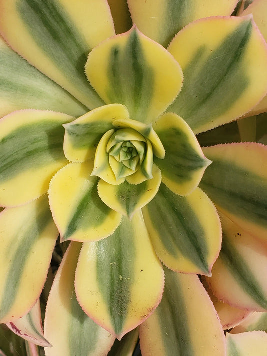 Aeonium Sunburst 6" Potted Plant - Unique Succulent with Stunning Yellow and Green Variegation, Indoor/Outdoor Decor