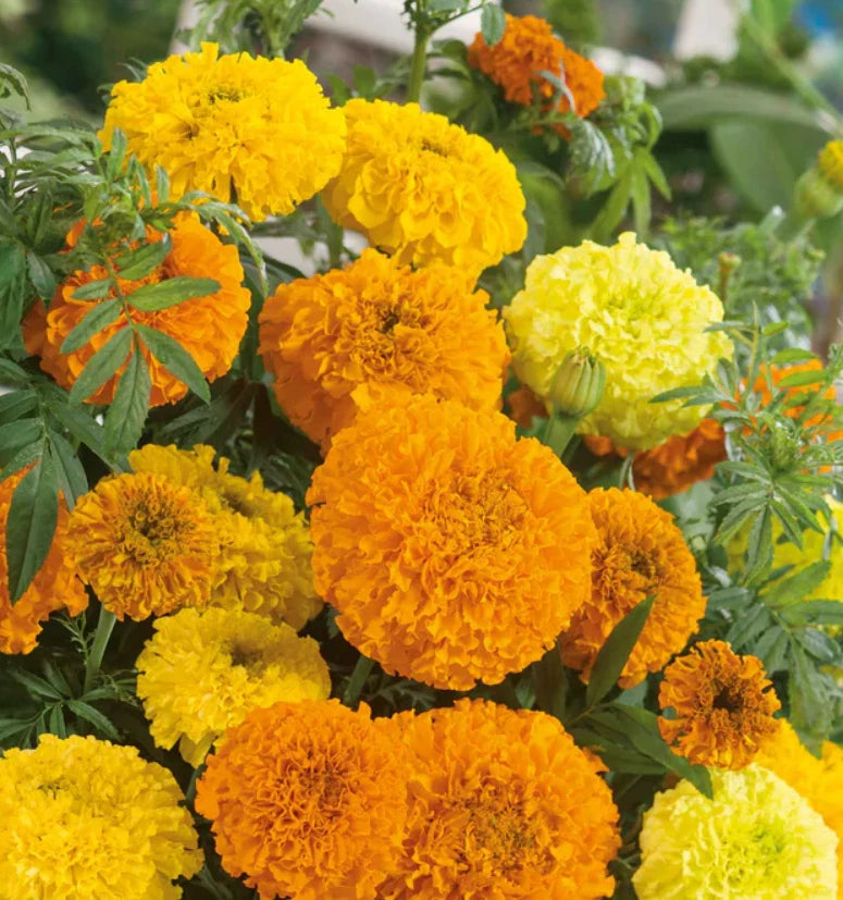 African Marigold Seeds - SUGAR & SPICE Double Variety - Non-GMO - 100 Seeds - Ideal for Beneficial Gardening