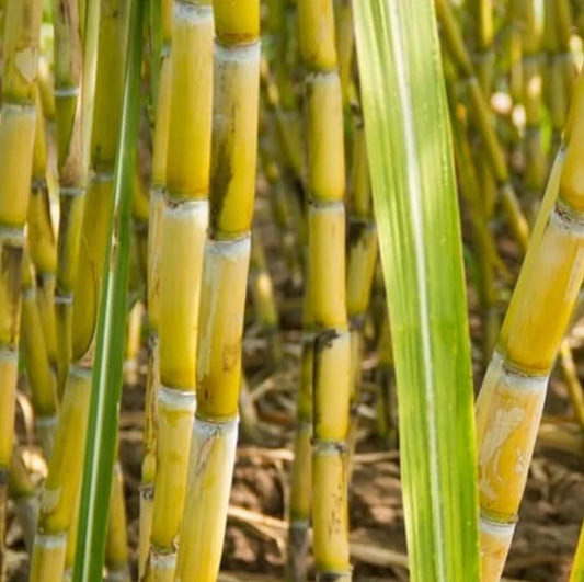 Green Sugarcane Plant Cuttings 12" Long, 2–3 Nodes Each, Saccharum Officinarum - Perfect for Planting or Propagation