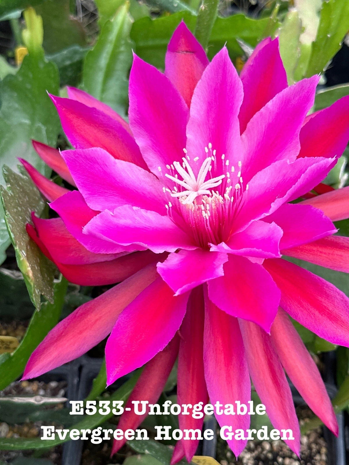 Epiphyllum Orchid Cactus Plant "Unforgettable" in 4" Starter Pot - Tropical Succulent for Indoor Gardening