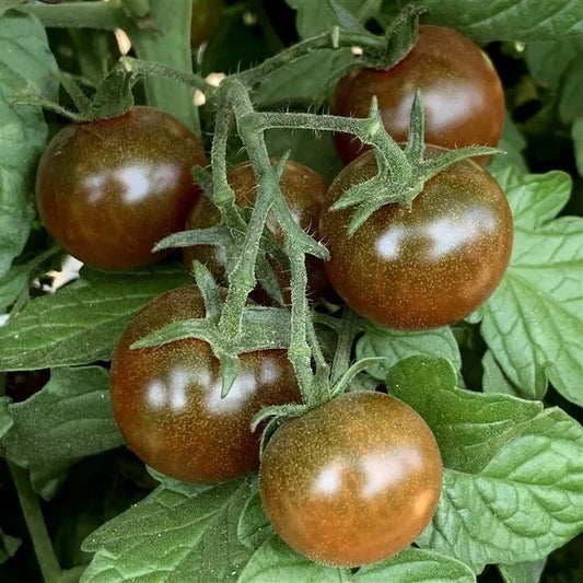 Brown Berry Tomato Seeds - 120+ Heirloom, Non-GMO, Organic - Rare Variety - Perfect for Home Gardening