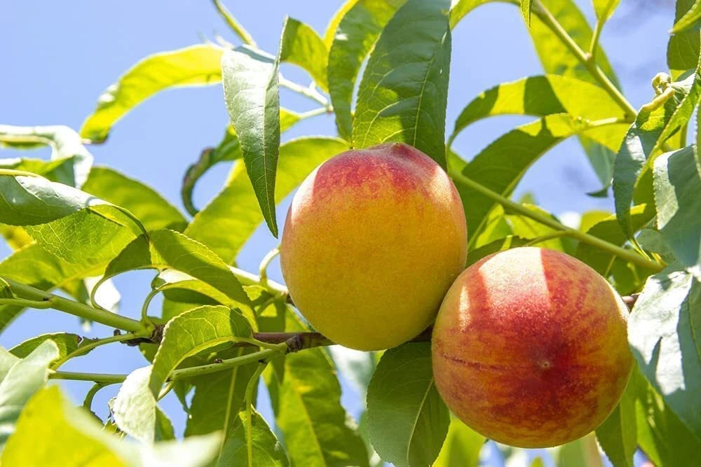 Peach Tree Seeds - Organic Peach Varieties - Grow Delicious Peaches - Prunus persica - Made in USA, Ships from Iowa