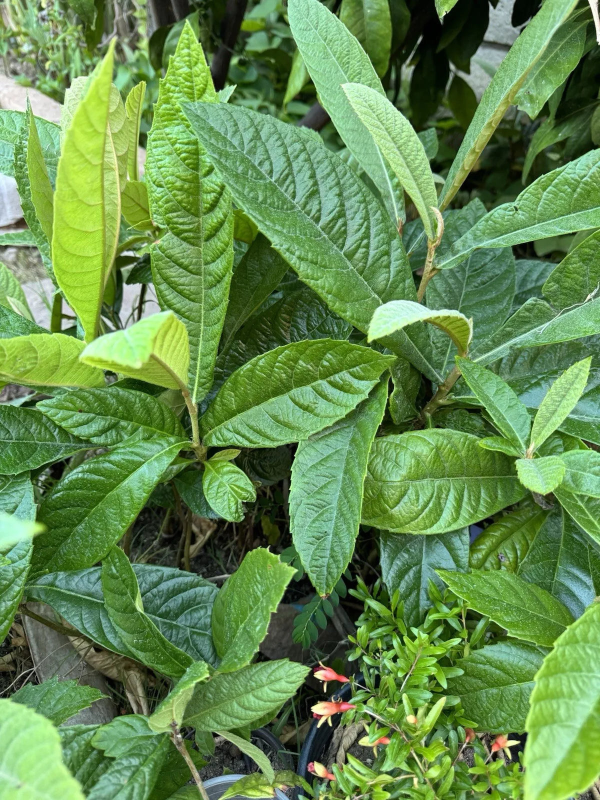 Loquat Fruit Tree Seeds - 12-16 Tall - Eriobotrya Japonica - Ready T Plant Free Shipping Loquat Fruit Tree Seeds - 12-16 Tall - Eriobotrya Japonica - Ready T Plant Free Shipping