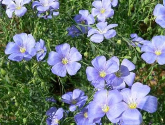 Blue Flax Seeds - 100 Fresh Seeds - Linum perenne - Easy to Grow Wildflower - Free Shipping