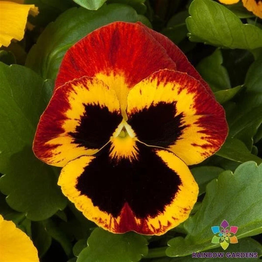 Majestic Giants Fire Blotch Pansy Seeds - 200+ Premium Viola Seeds for Vibrant Garden Blooms