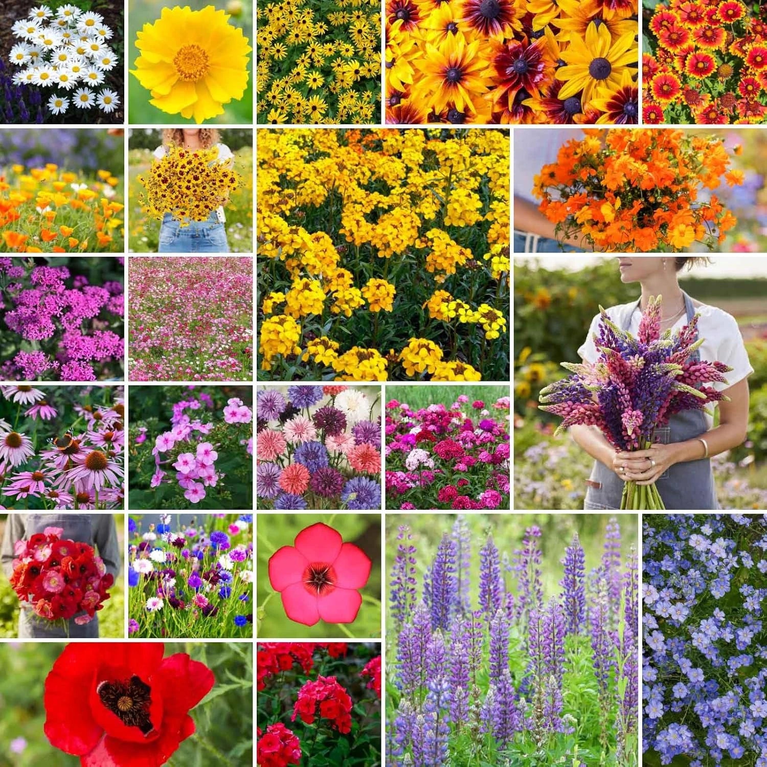 Northeast Wildflower Mixed Seeds, 1/4 lb, 120,000+ Seeds, Native Pollinator Friendly, Eco-Friendly Planting