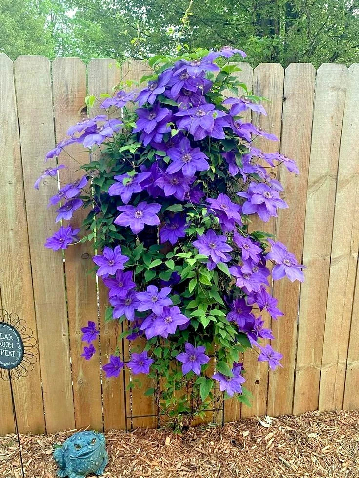 Blue Downy Clematis Seeds - 20 Hybrid Flower Seeds for Climbing Vine - Clematis macropetala
