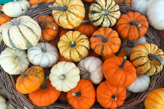 Mini Mix Pumpkin Seeds Blend - Tiger, White, Jack Be Little, Red Spot, Baby Boo - Cucurbita pepo
