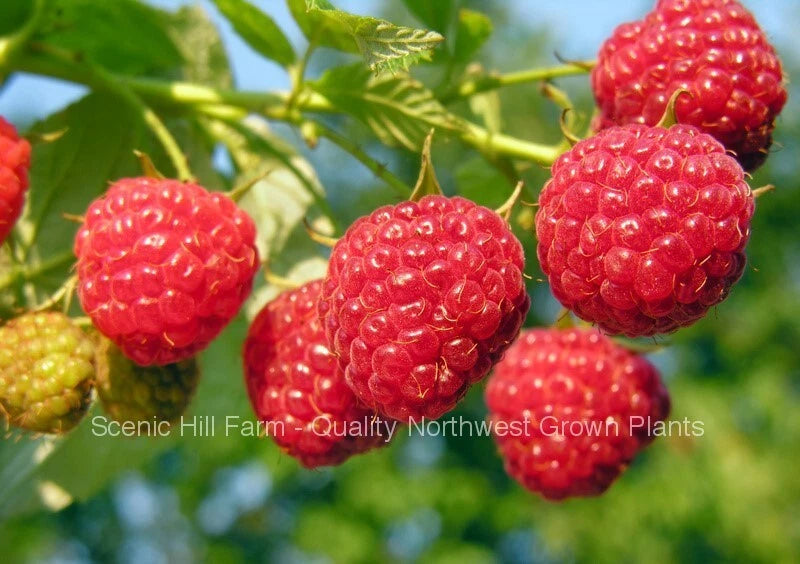 Heritage Everbearing Raspberry Bare Root Plants - Rubus idaeus - Organic, Heirloom, Fruit-bearing