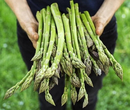 Jersey Giant Asparagus Bare Root Plants 2yr Crowns - Live Edible Vegetable Gardening, Asparagus officinalis