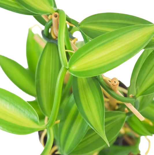 Live Variegated Vanilla Vine Plant – 3–5" Tall – Rare Rooted Vanilla Planifolia – Indoor or Outdoor Plant