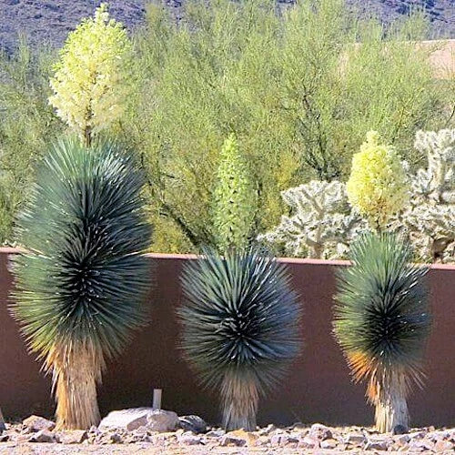 Blue Yucca Tree Seeds - 10 Pack - Rare Yucca rigida - Cold Hardy Agave for Zone 5