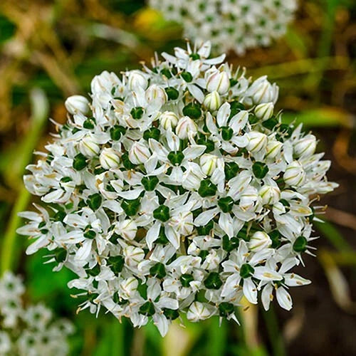 Allium Nigrum Bulbs 5-Pack White Green Flowers Fragrant Deer Rabbit Resistant Mid-Spring Blooms