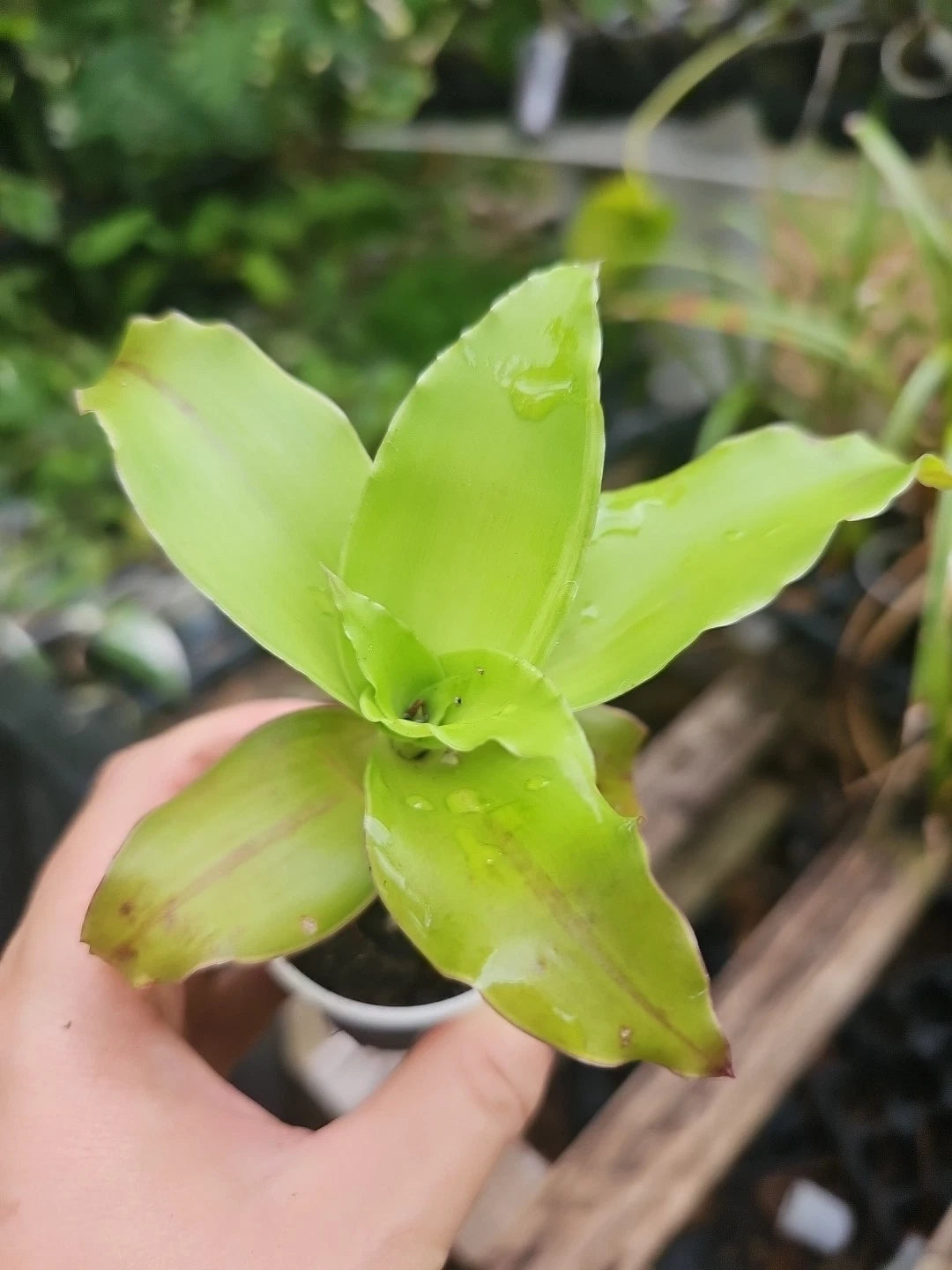 Callisia Fragrans Plant 2" Pot Red Green Holistic Medicinal Basket Rooted Live Plant