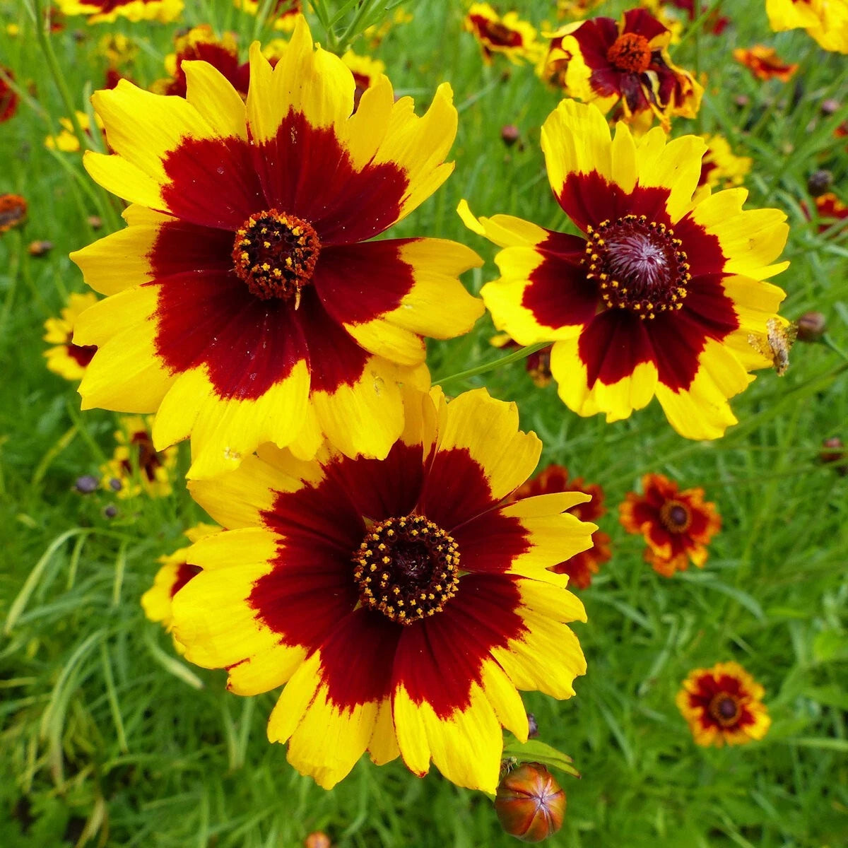Plains Coreopsis Wildflower Seeds 1/4 Lb - Coreopsis tinctoria - Mylar Seed Packet - Everwilde Farms