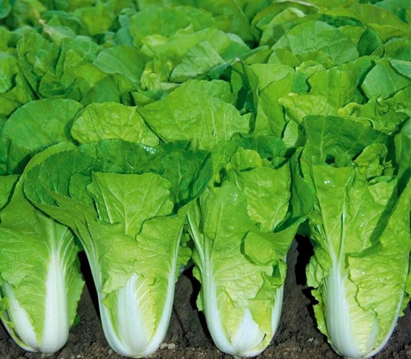 Chinese Cabbage Seeds - 500+ Pak Choi Kuai Cai Fast Growing (Brassica rapa) - USA Grown Vegetable Seeds