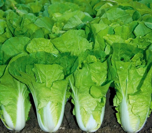Chinese Cabbage Seeds - 500+ Pak Choi Kuai Cai Fast Growing (Brassica rapa) - USA Grown Vegetable Seeds