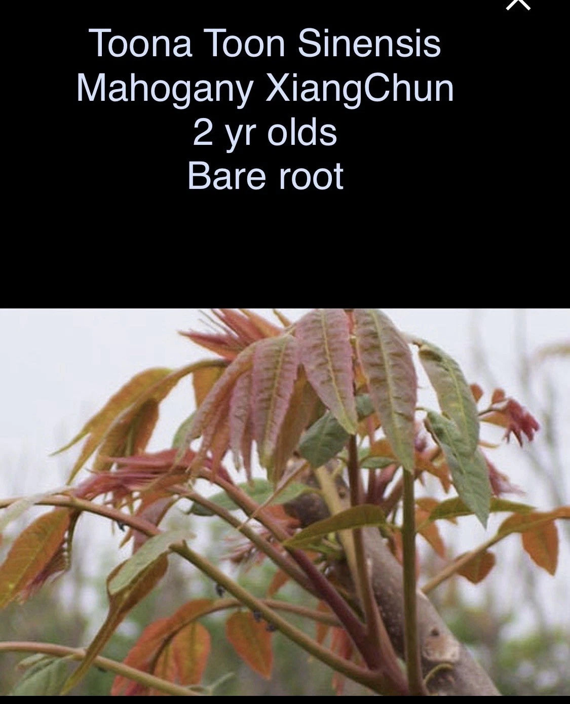 Toona Sinensis Mahogany XiangChun Bare Root Plant - 2 Year Olds, 1-2 ft Tall, Fast-Growing Tree for Gardens