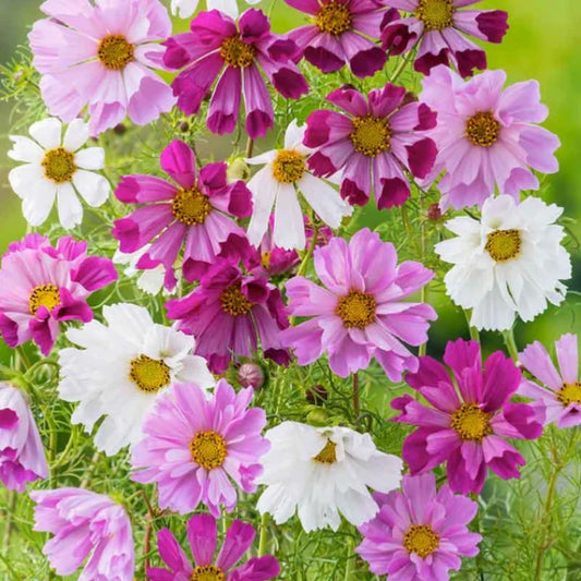 Cosmos Seeds Mix, 50 Seeds, Colorful Flower Variety, Cosmos bipinnatus