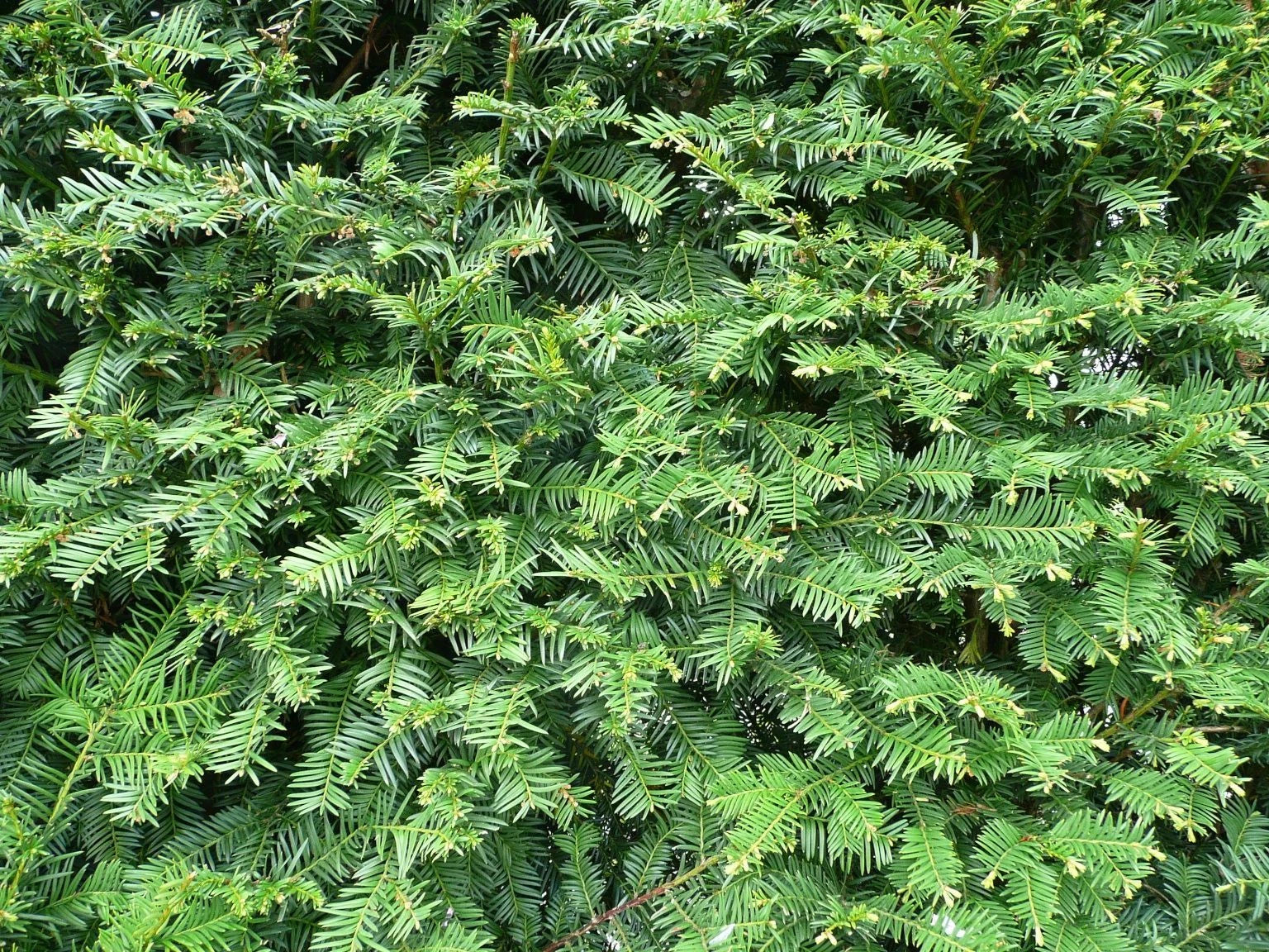 Yew Cuttings Set 12+ Dark Green Spreader Evergreen Shrub Taxus x media