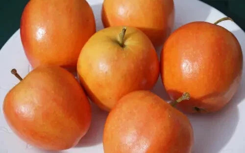 Apple Seeds - 25+ Count - Surprize Variety - Malus domestica - USA Grown - Ideal for Garden Planting