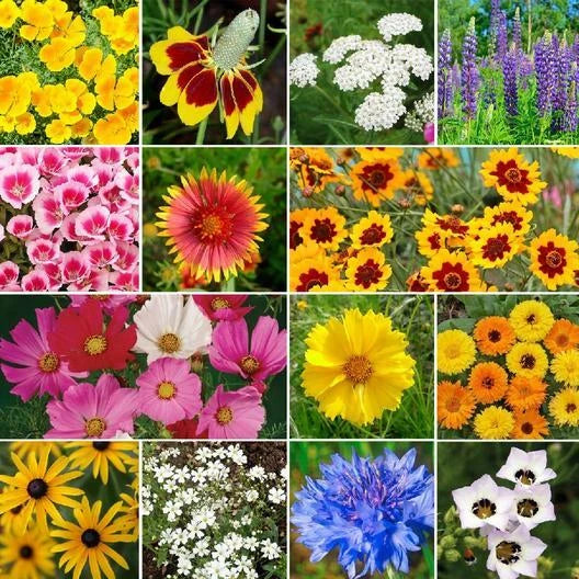 Bird & Butterfly Flower Garden Seed Mix - Heirloom Non-GMO 1000 Seeds - Pollinator-Friendly Mix for Wildlife