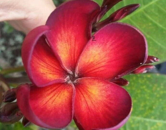 Jamaican Fire Plumeria Cutting - 3 Tip - Fragrant Flowering Plant - Plumeria rubra