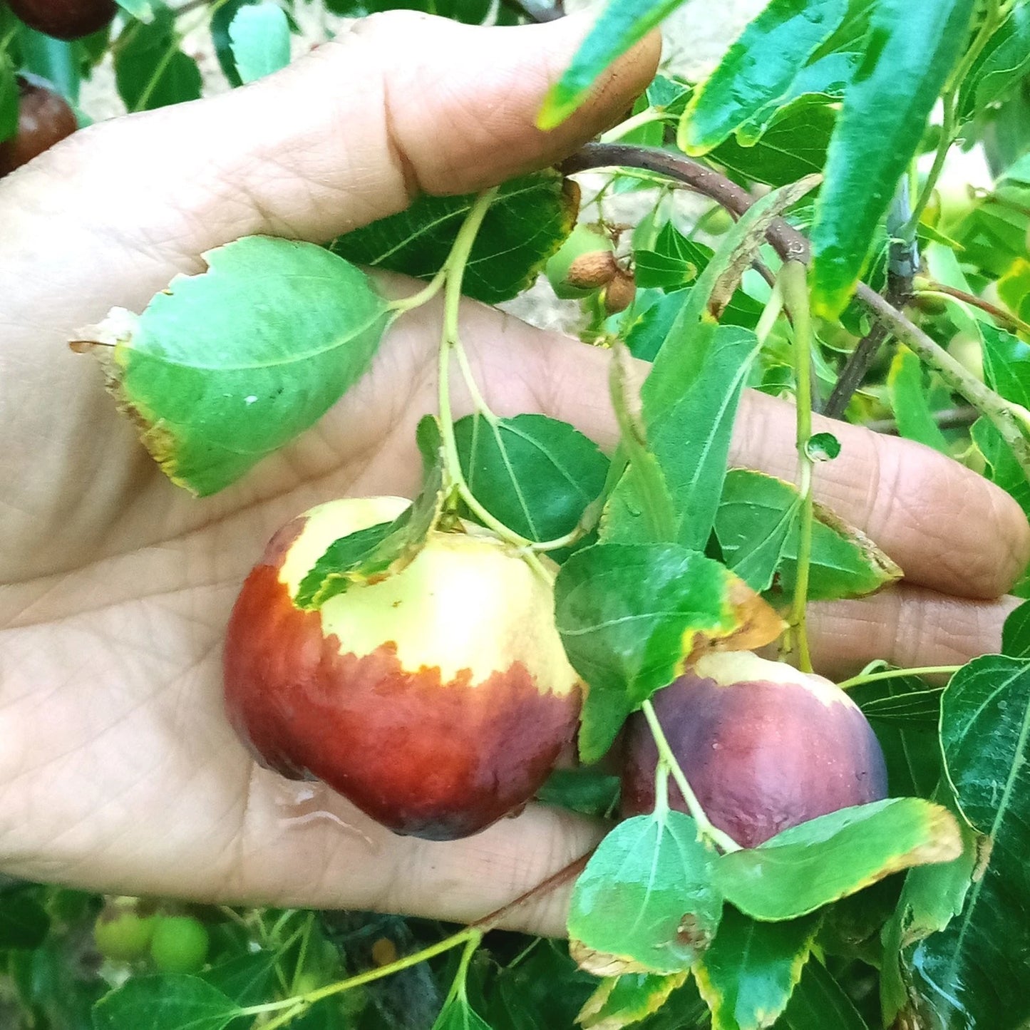 Jujube Tree Cuttings 8" Thin Redlands #4 Scion Wood for Grafting Ziziphus jujuba
