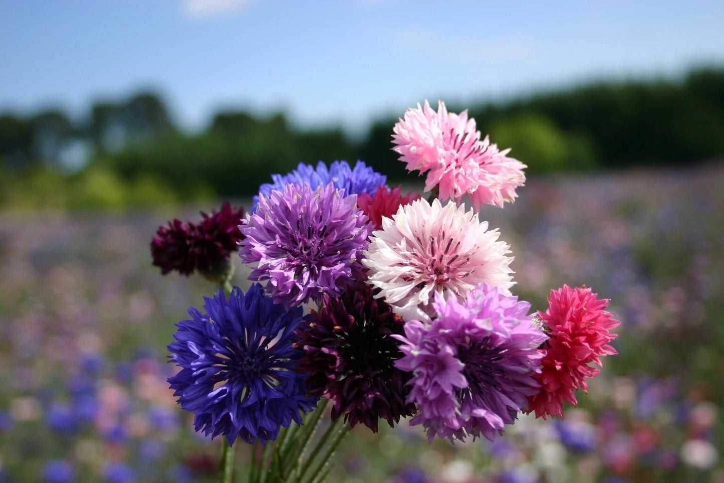 Bachelor Button Dwarf Polka Dot Mix Seeds, Dwarf Centaurea, Colorful Annual Flower Seeds, Easy to Grow