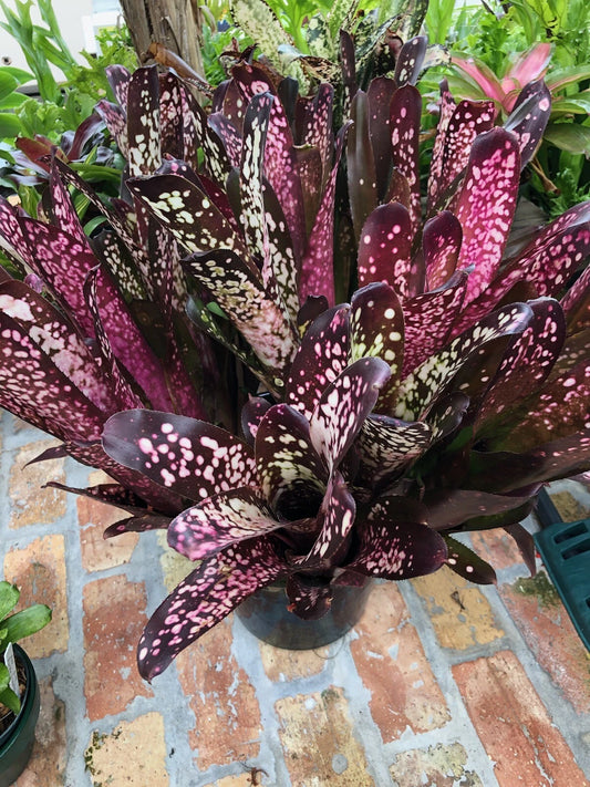 Billbergia Hallelujah Bromeliad Plant - Tropical Indoor Houseplant, Colorful Foliage, Unique Variety