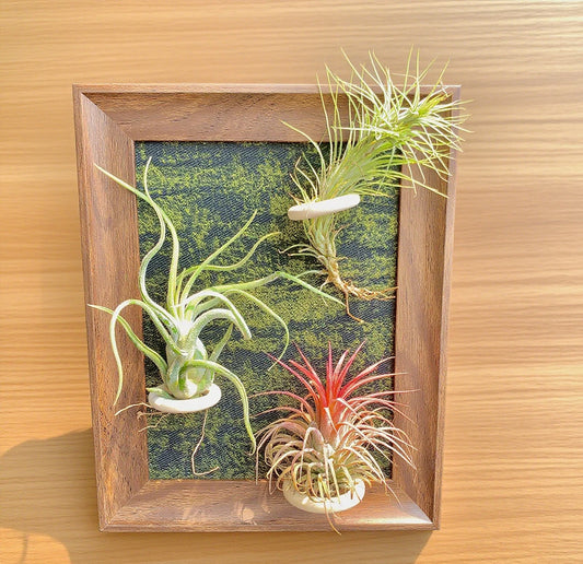 Air Plants Frame 8" with Funckiana, Caput-Medusae & Ionantha Stricta - Tillandsia Collection