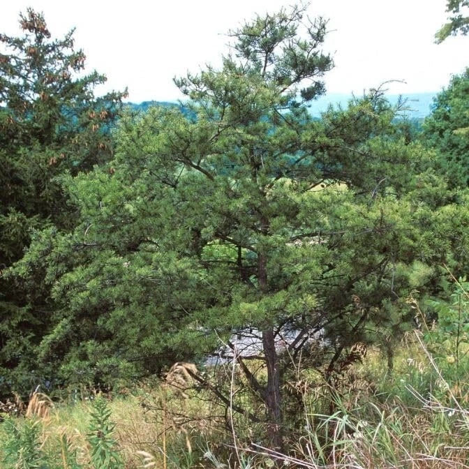 Jack Pine Tree Seedlings - Evergreen Landscaping Plants - Pinus banksiana - Ideal for Reforestation and Garden Projects