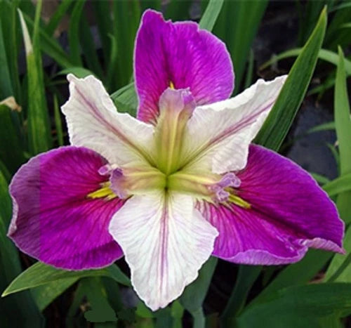 Bi-Color Louisiana Iris Plant - Colorific Aquatic Marginal Pond Plant - Iris fulva - Buy 2 Get 1 Free
