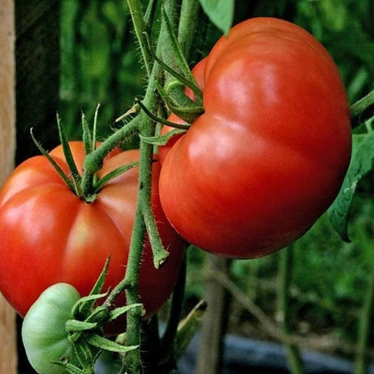 Burpee's Big Boy Tomato Seeds - 10+ Organic Hybrid Non-GMO - Heirloom Vegetable Seeds (Lycopersicon esculentum)