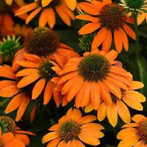 50 Coneflower Seeds - Soft Orange Echinacea Perennial Flower Seeds - USA Grown