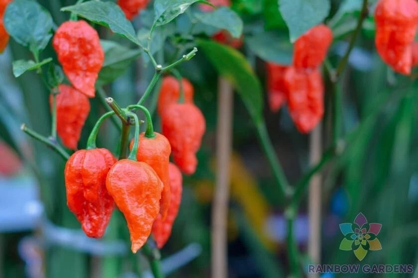 Carolina Reaper Hot Pepper Seeds - 25+ Count - Premium Seeds for Garden Planting - Capsicum chinense