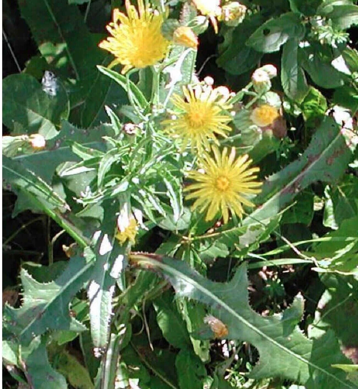 Wild Prickly Lettuce Seeds 75+ Organic Pain Relief Lactuca Virosa Medicinal USA