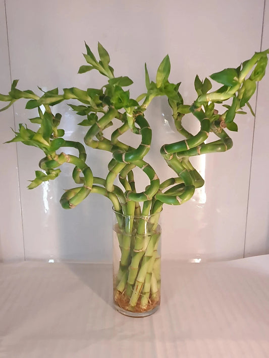 Large Curly Lucky Bamboo Plant 12-14 inches - Dracaena sanderiana, Perfect Gift for Luck and Prosperity