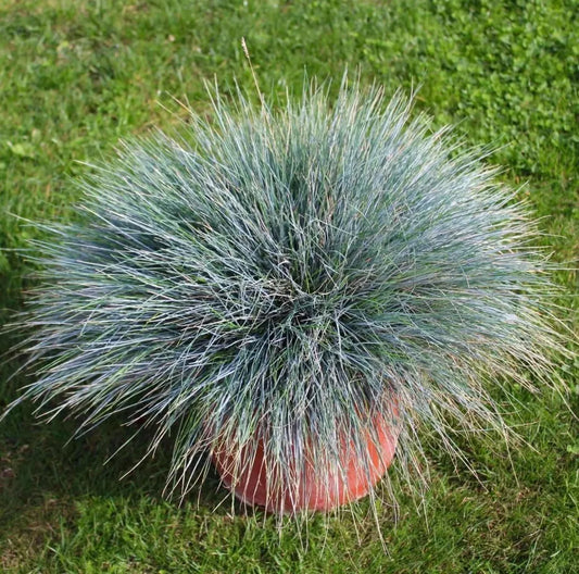 Blue Fescue Grass Plants Set 2 Live 4" Pot Festuca Glauca Ornamental Groundcover Drought-Tolerant
